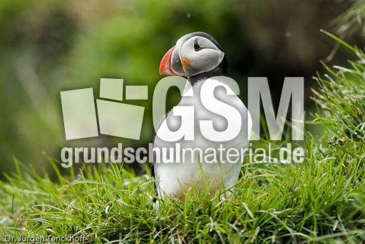 Papageitaucher (3 von 20).jpg